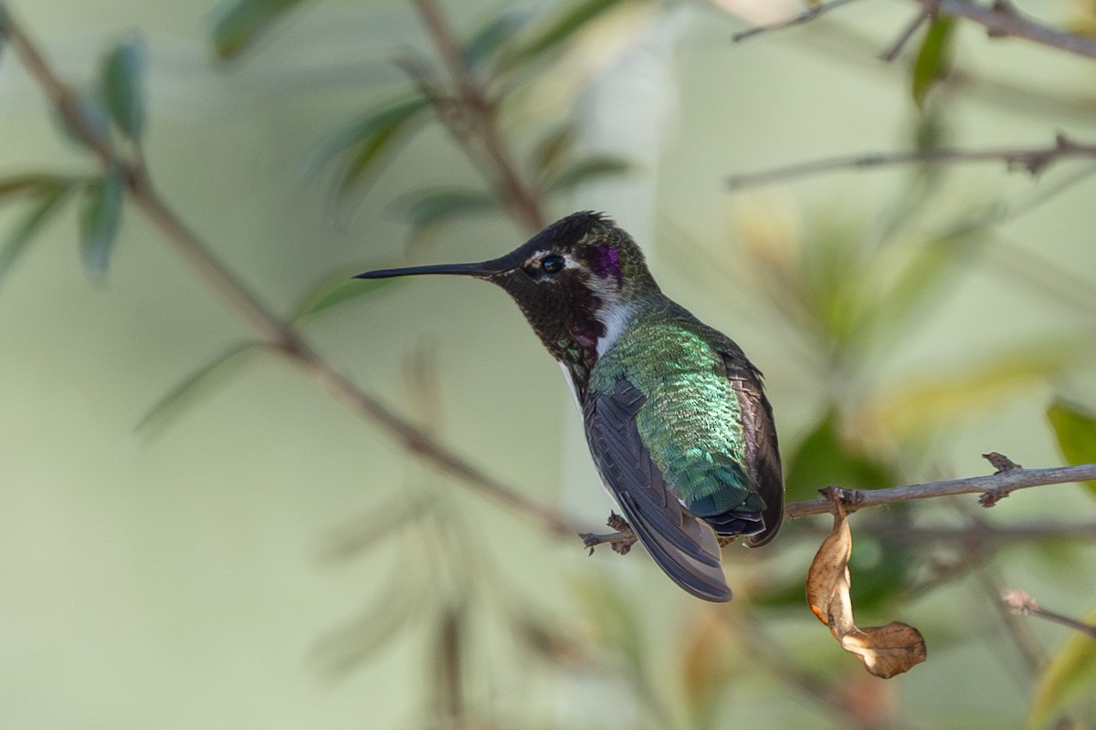 Anna's x Costa's Hummingbird (hybrid) - ML610708739