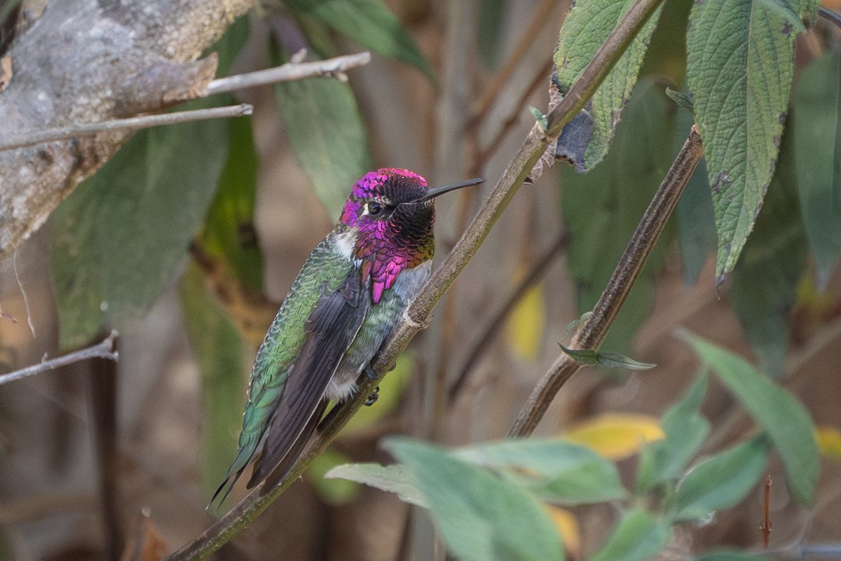 rødmaskekolibri x ørkenkolibri (hybrid) - ML610708754