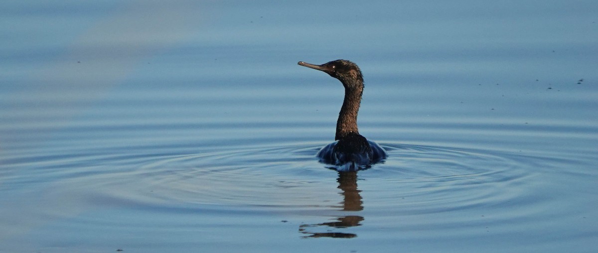 Pelagic Cormorant - ML610708762