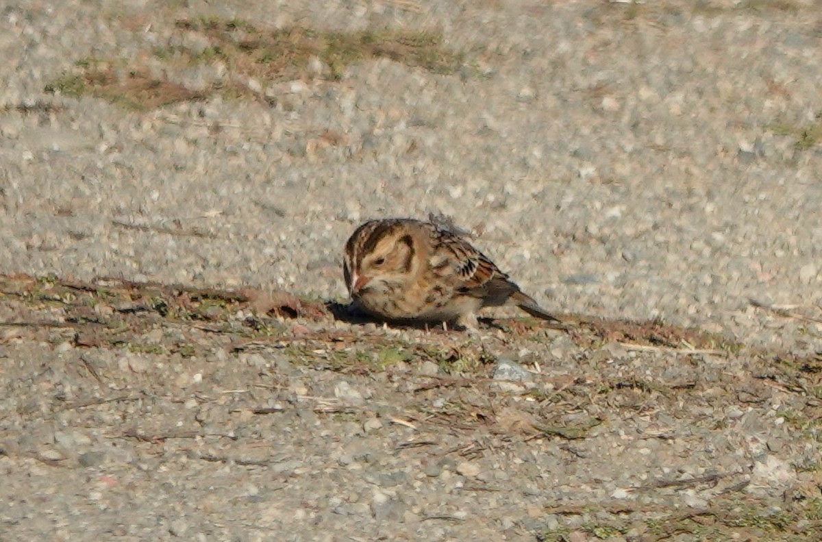 Lapland Longspur - ML610708768