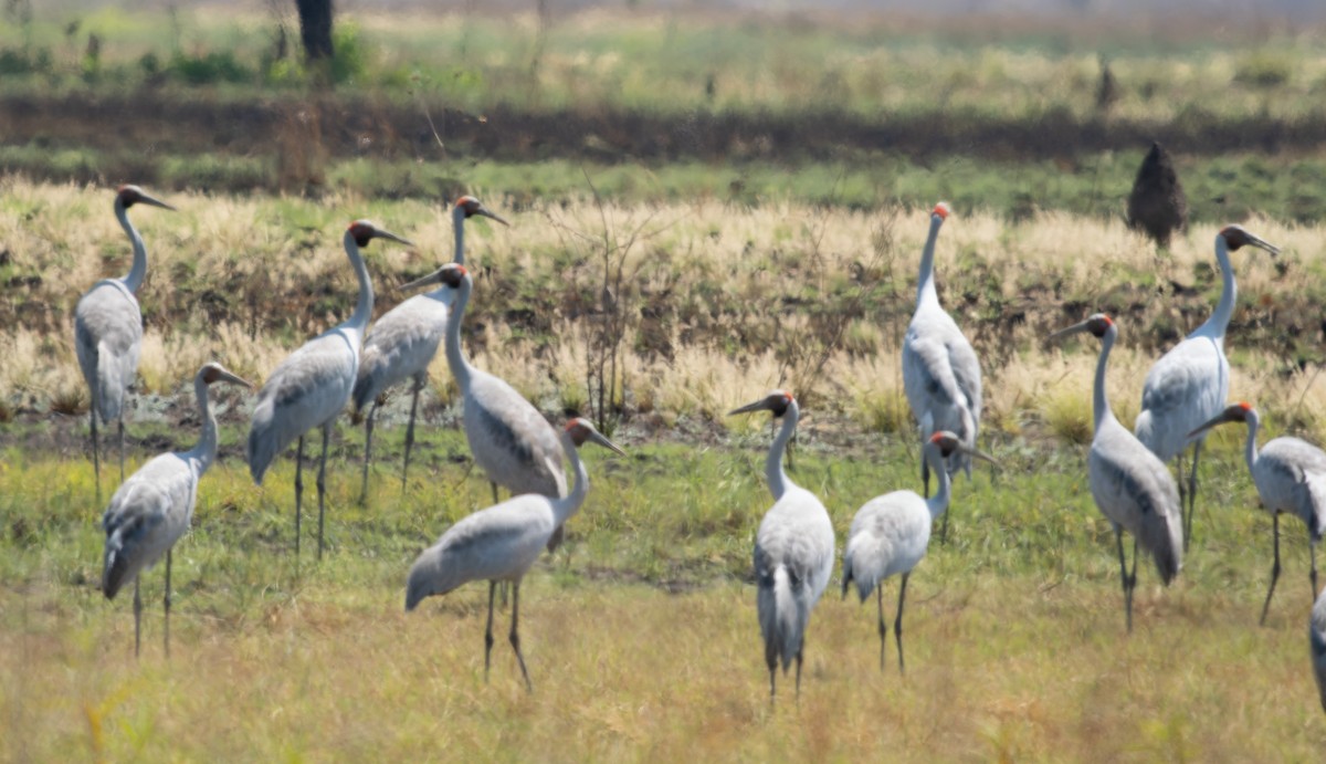 Grue brolga - ML610708772