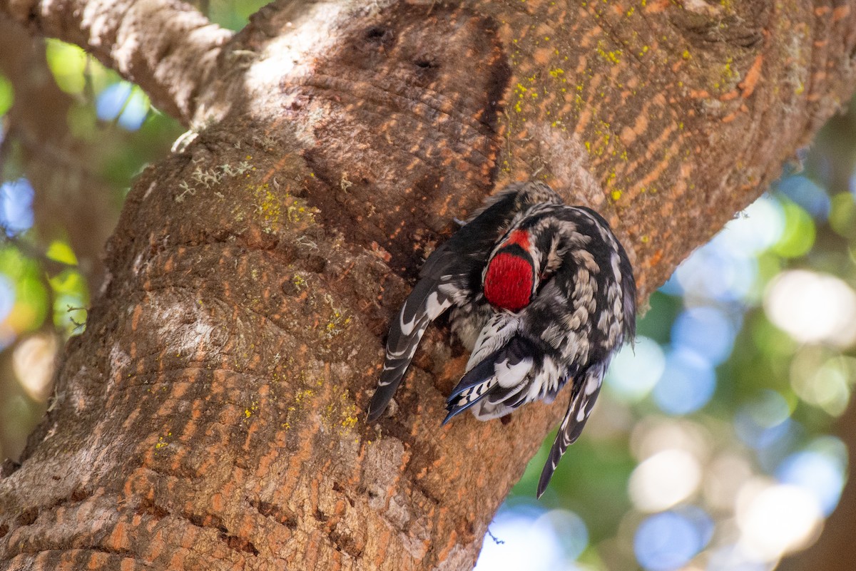 Red-naped Sapsucker - ML610708835