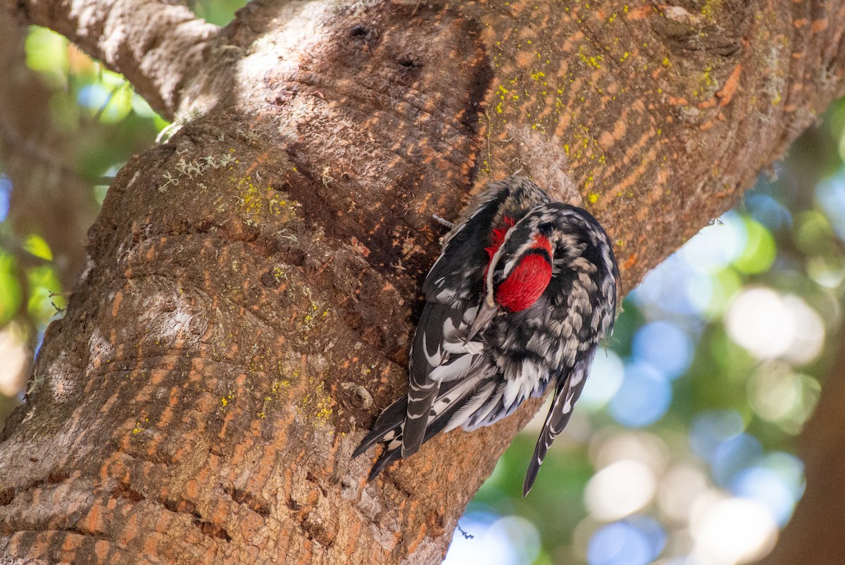 Red-naped Sapsucker - ML610708840