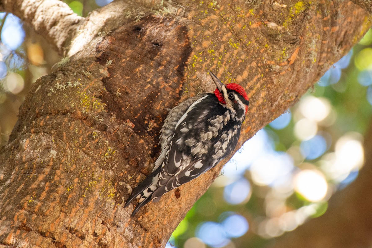 Red-naped Sapsucker - ML610708842
