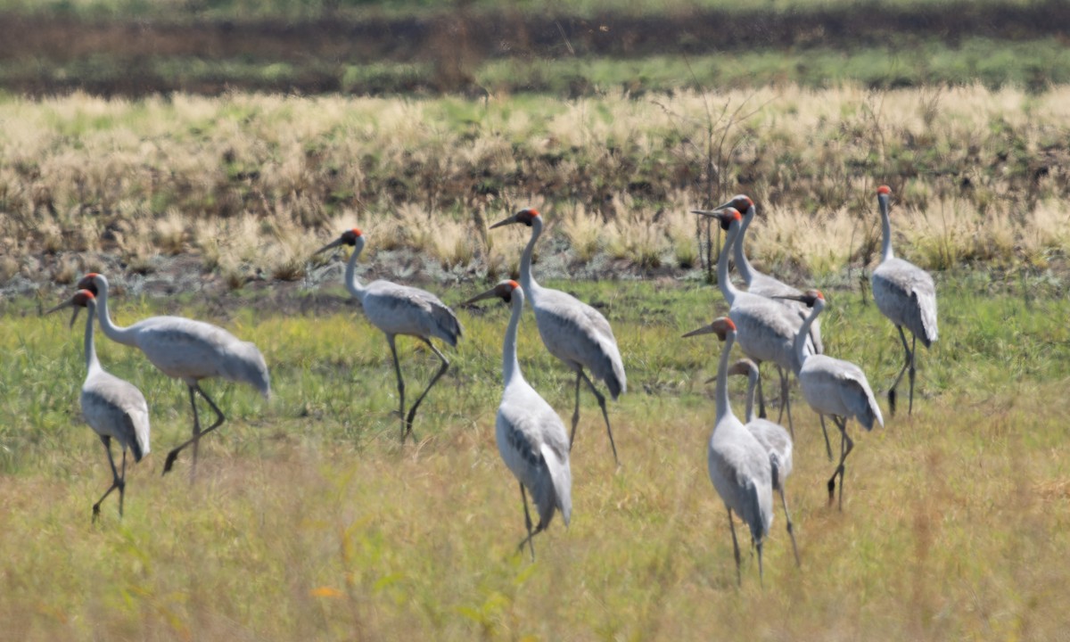 Brolga - Simon Colenutt