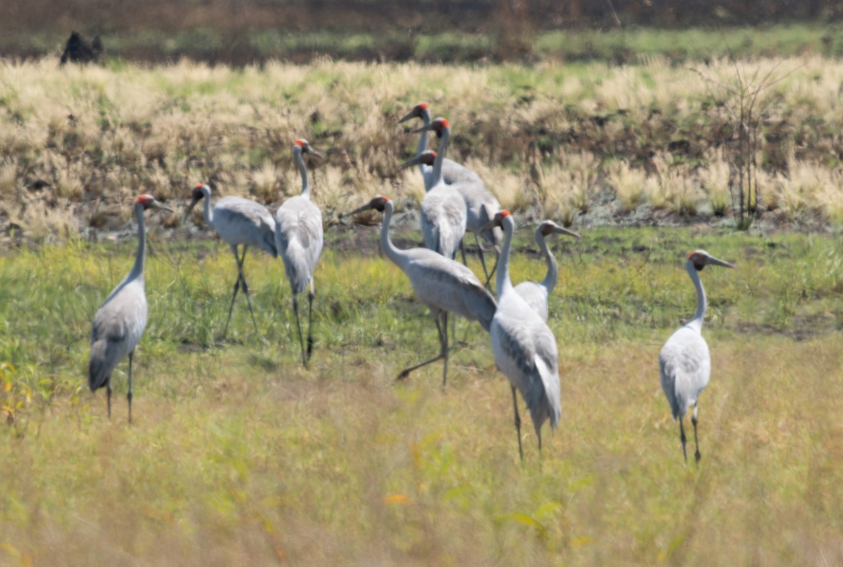 Grulla Brolga - ML610708940