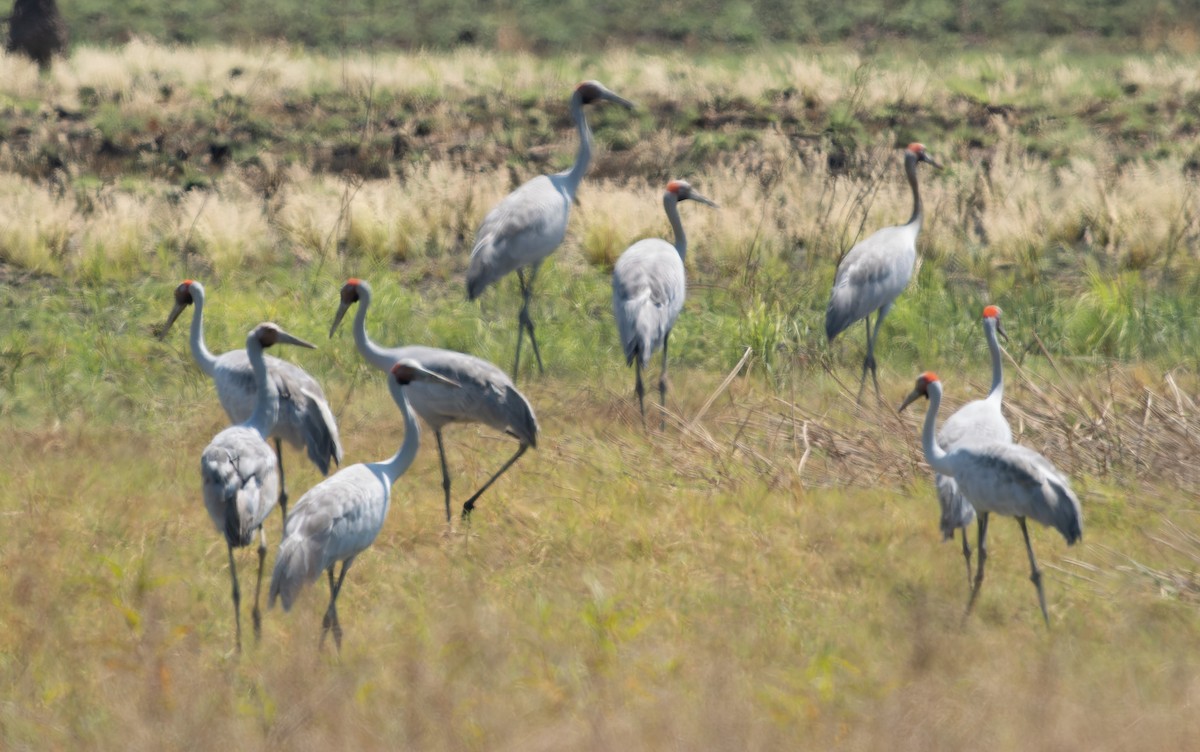 Brolga - Simon Colenutt