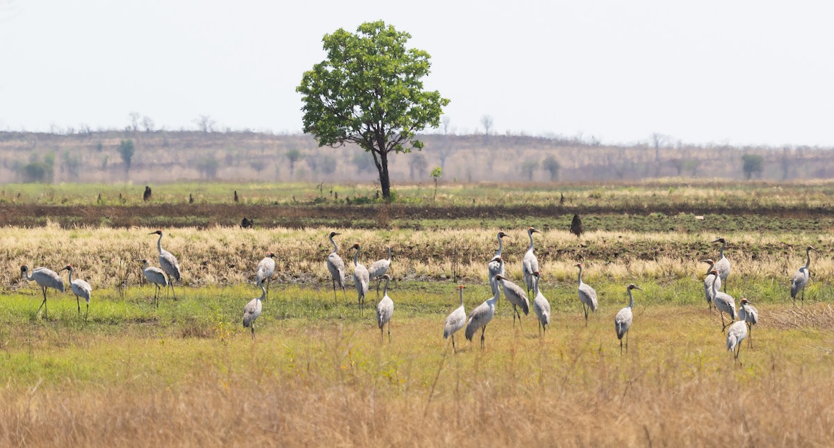 Grue brolga - ML610708943