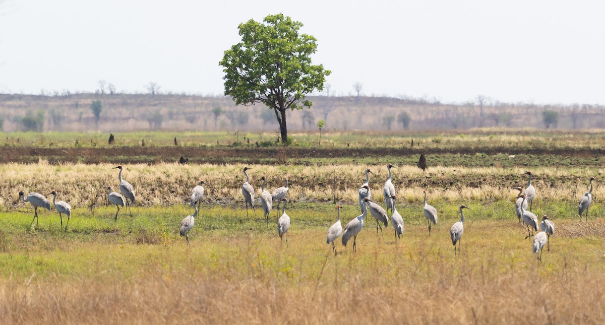 Brolga - Simon Colenutt