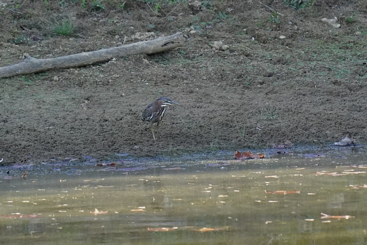 Green Heron - ML610708963