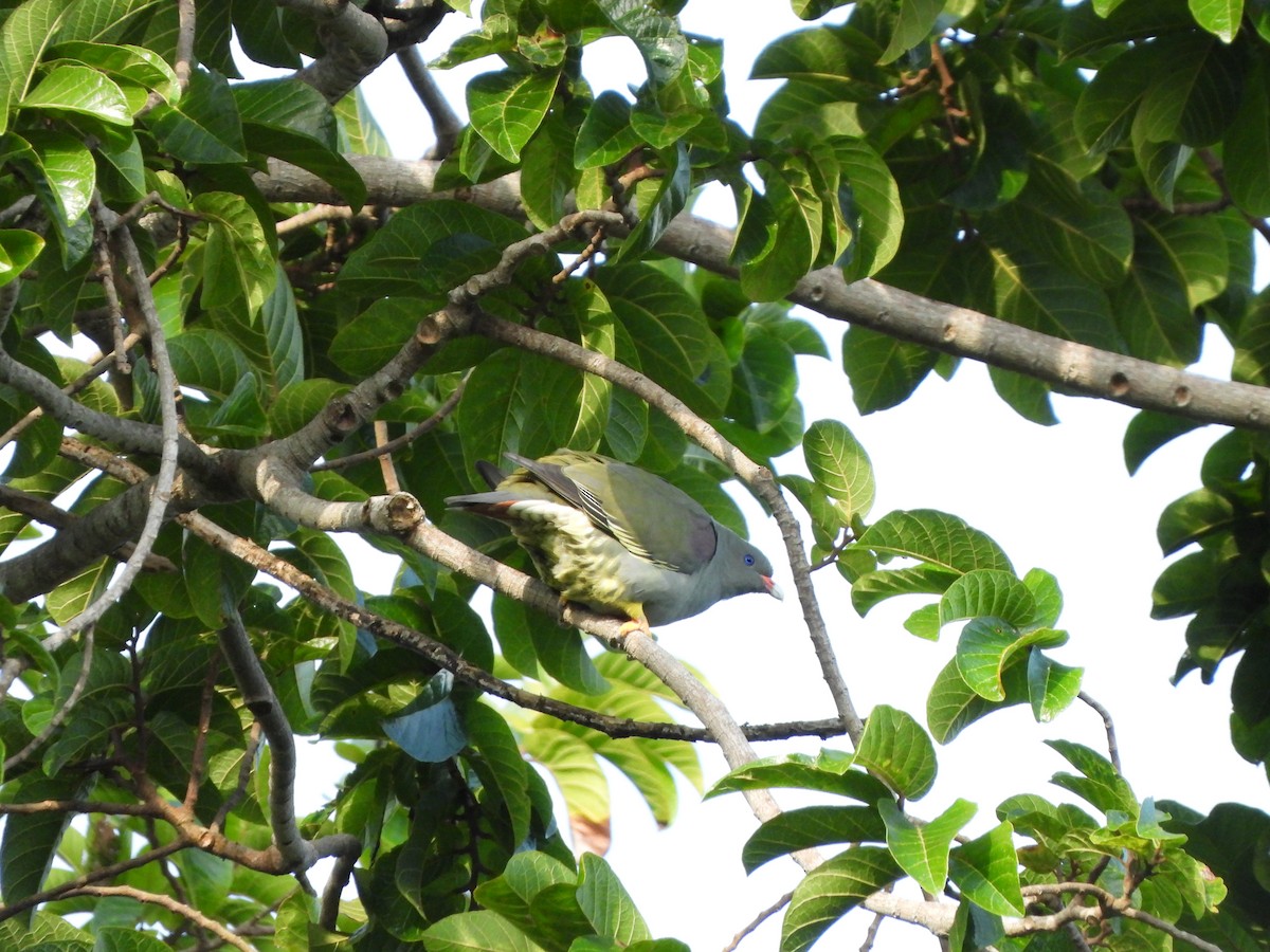 Pemba Green-Pigeon - Bev Agler