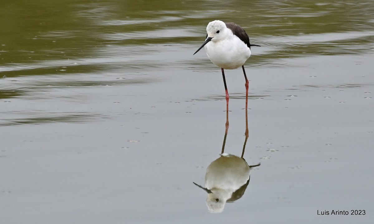 Black-winged Stilt - ML610709032