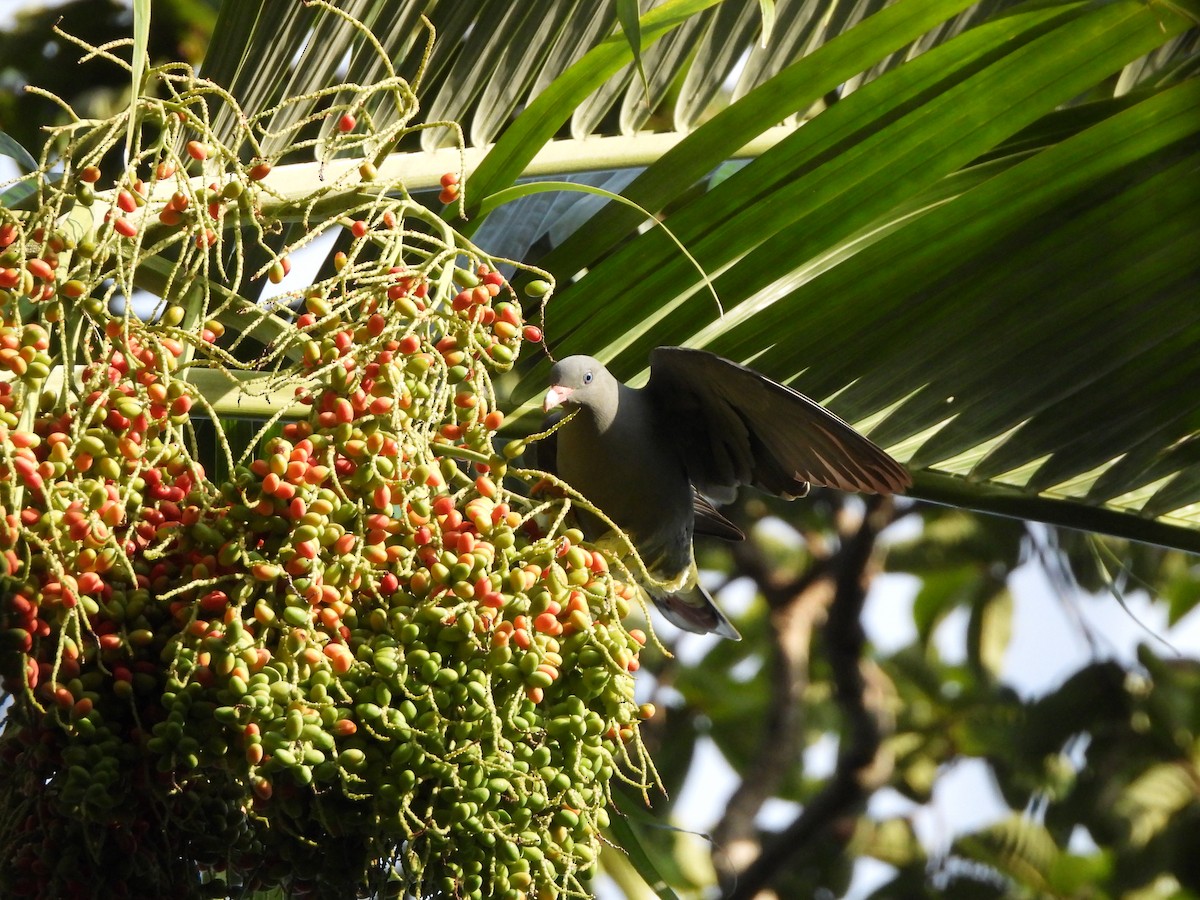 Pemba Green-Pigeon - Bev Agler