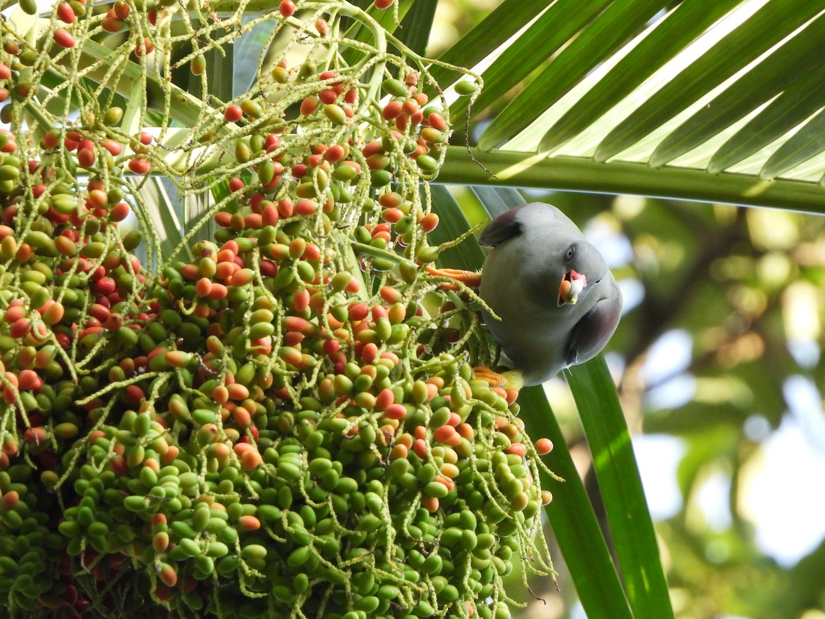 Pemba Green-Pigeon - Bev Agler