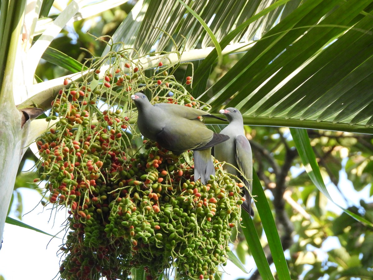 Pemba Green-Pigeon - Bev Agler