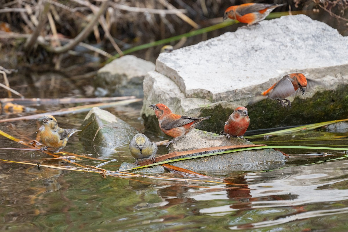 Red Crossbill - ML610709067