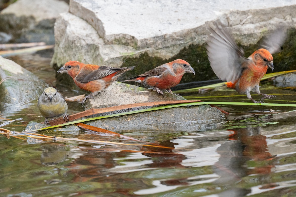 Red Crossbill - ML610709070