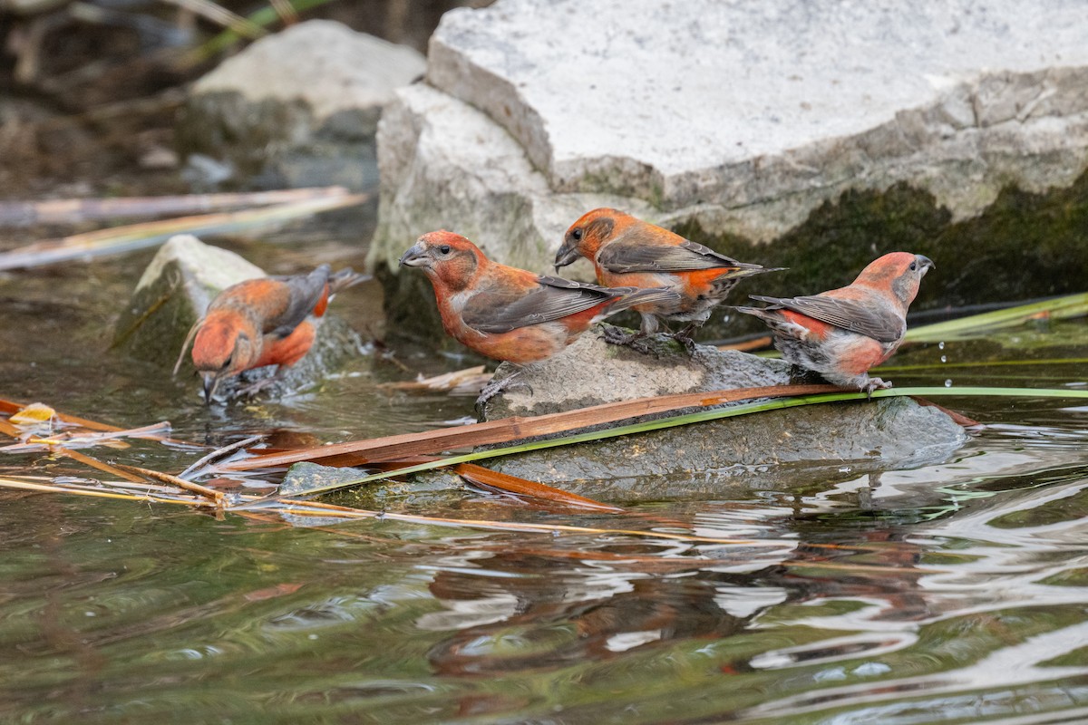 Red Crossbill - ML610709071