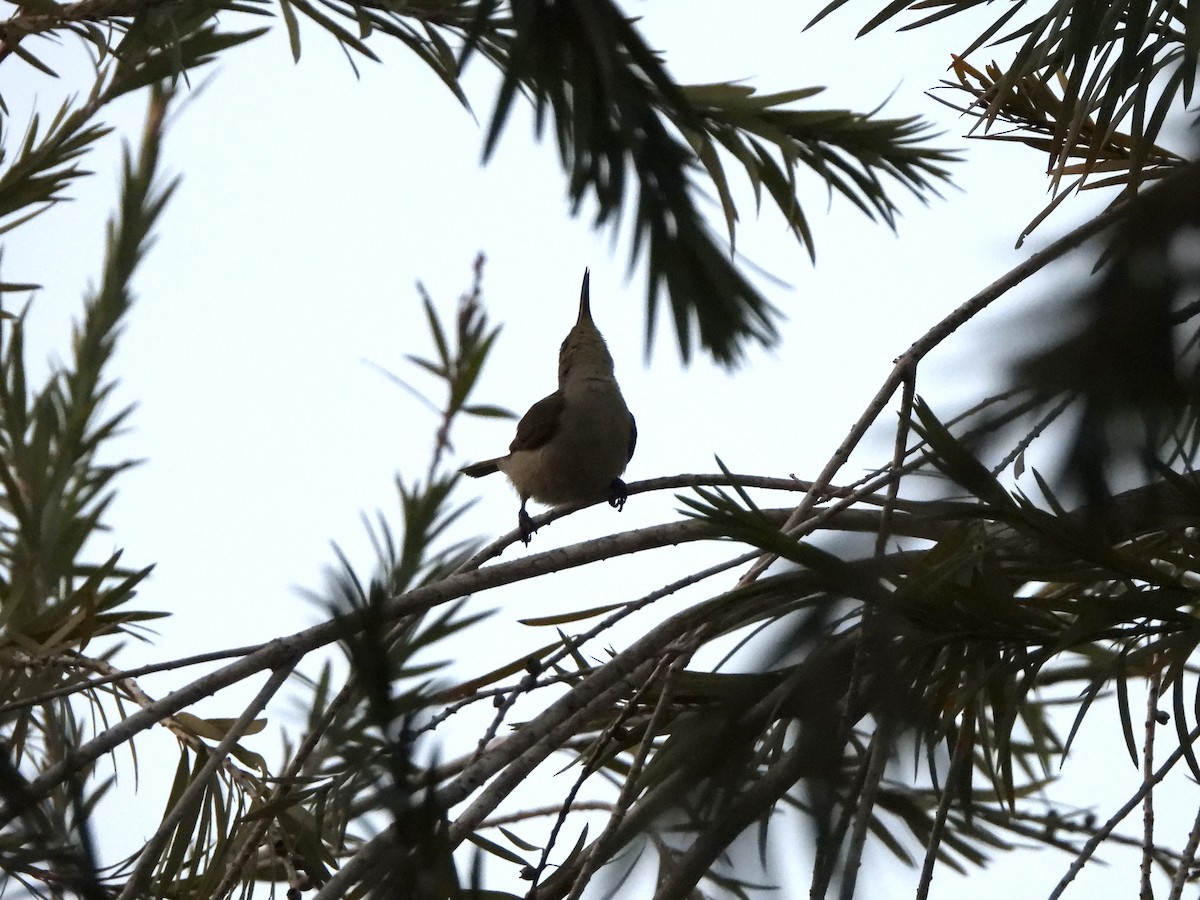 Olive Sunbird - Bev Agler