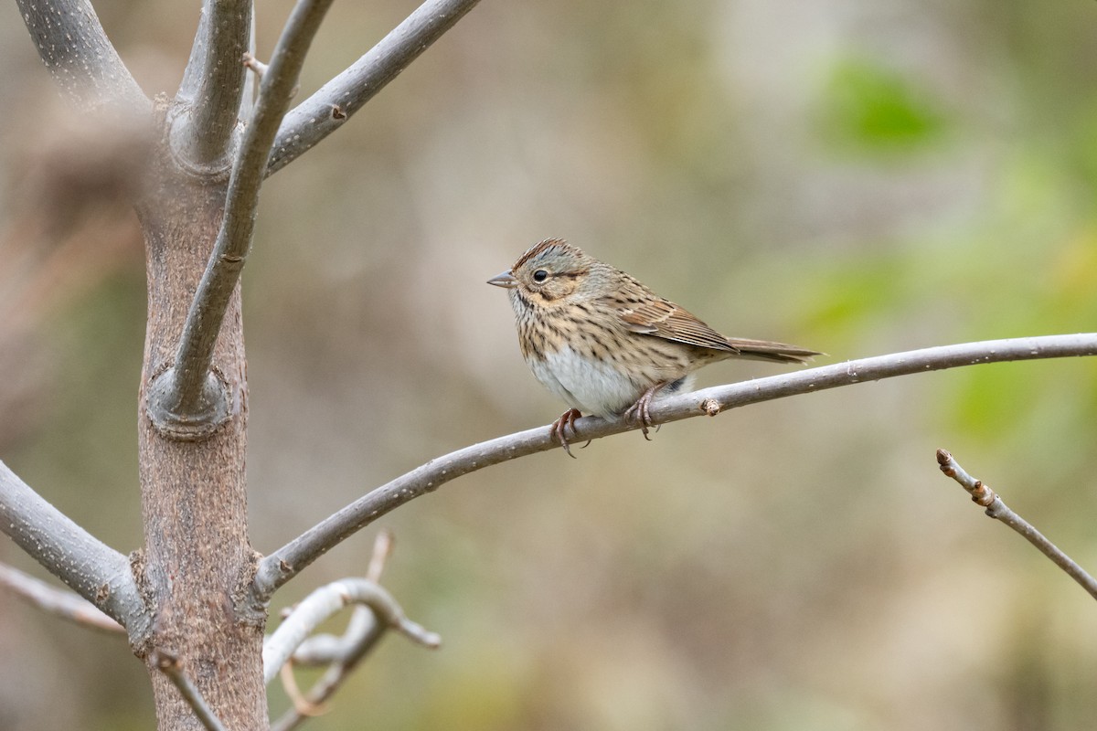 Lincoln's Sparrow - Russ Smith