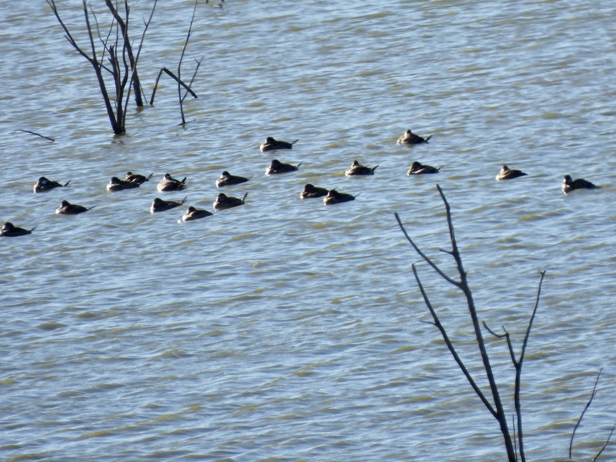 Ruddy Duck - ML610709243