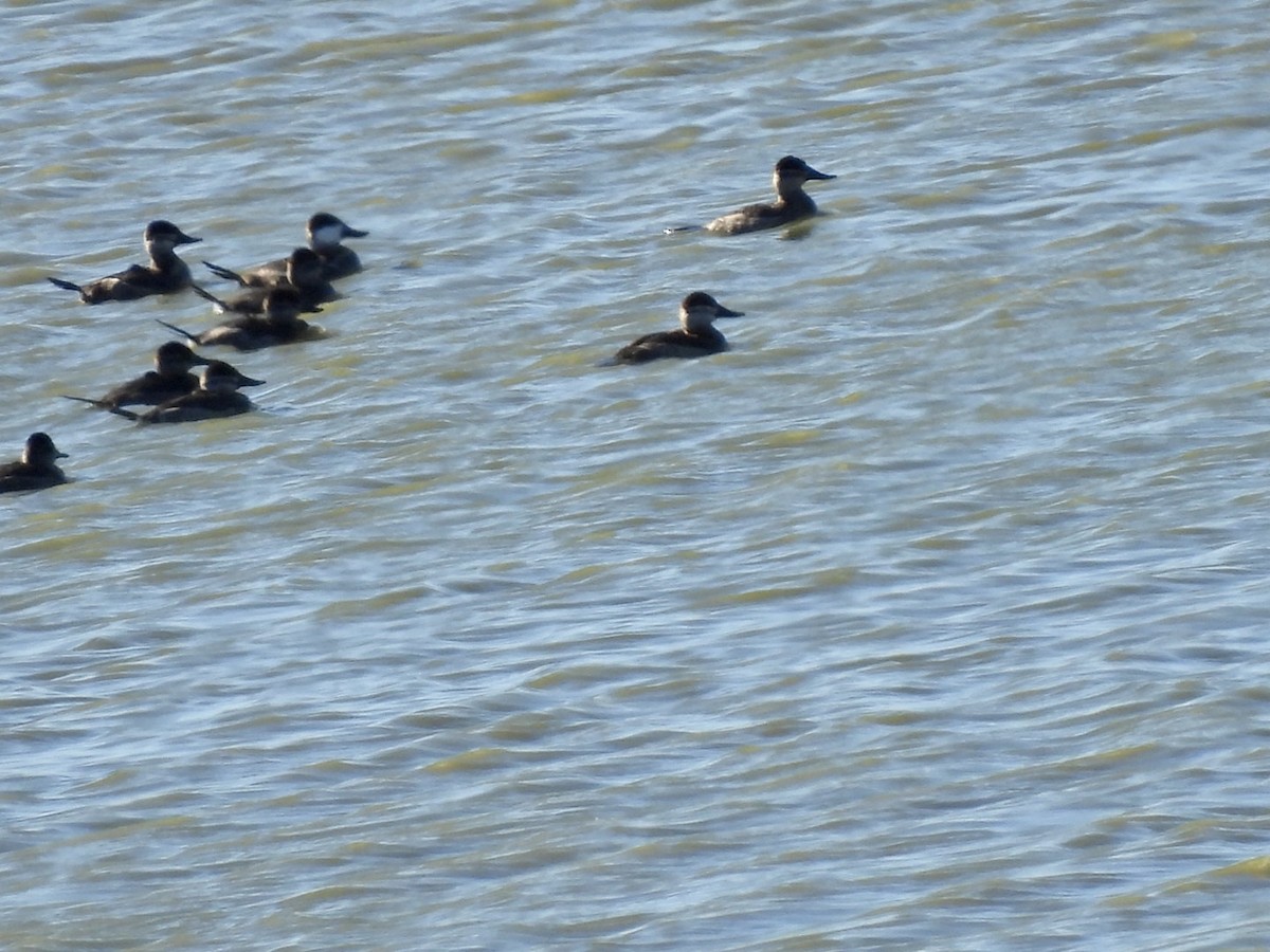 Ruddy Duck - ML610709244