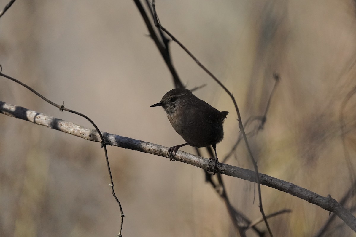Winter Wren - ML610709255