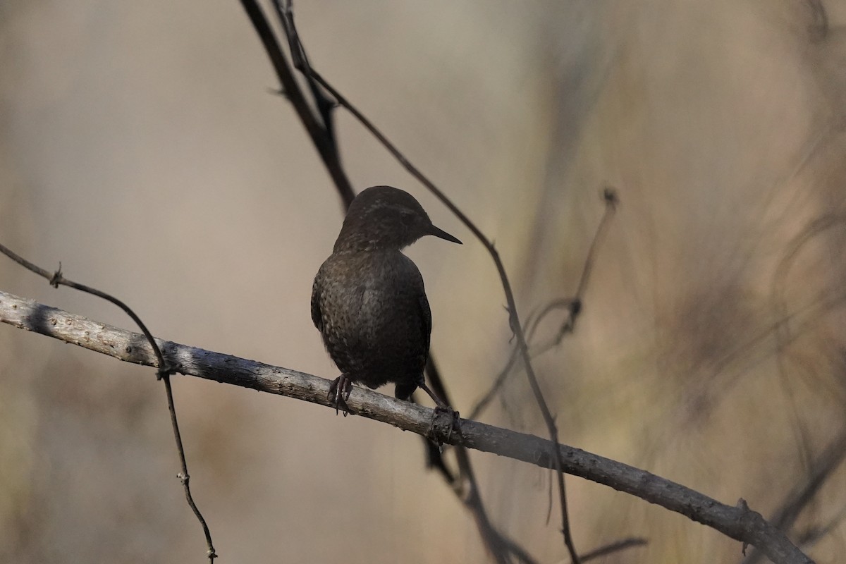 Winter Wren - ML610709256