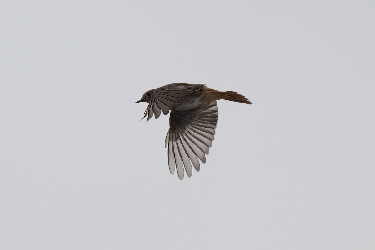 Common Redstart - ML610709266
