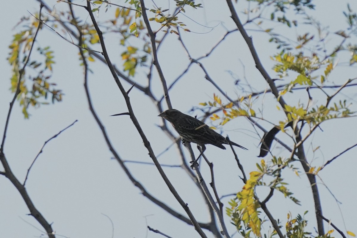 Red-winged Blackbird - ML610709267