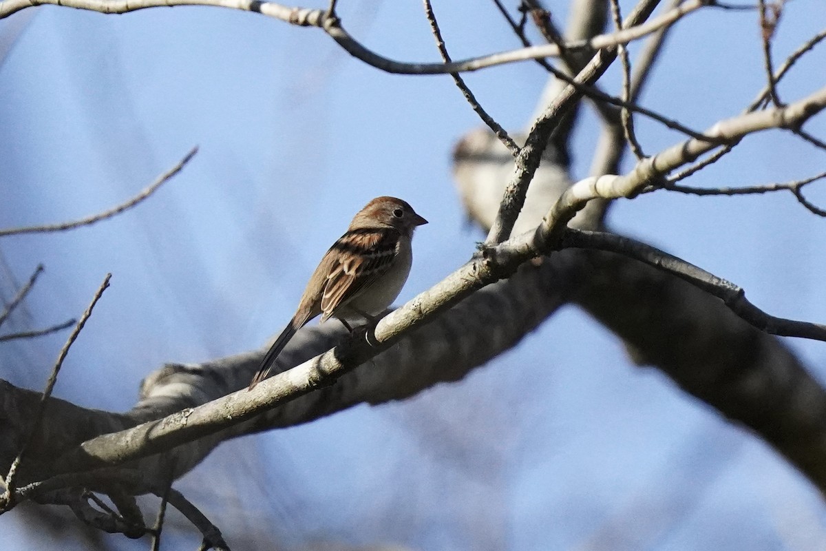 Field Sparrow - ML610709286