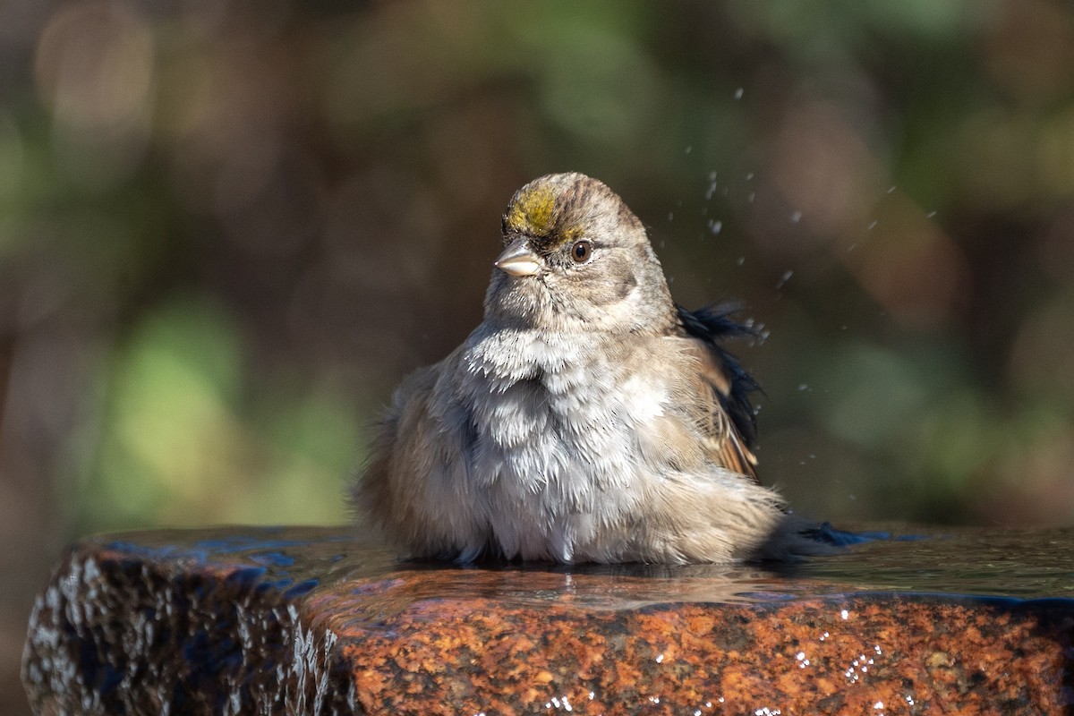 Golden-crowned Sparrow - ML610709289