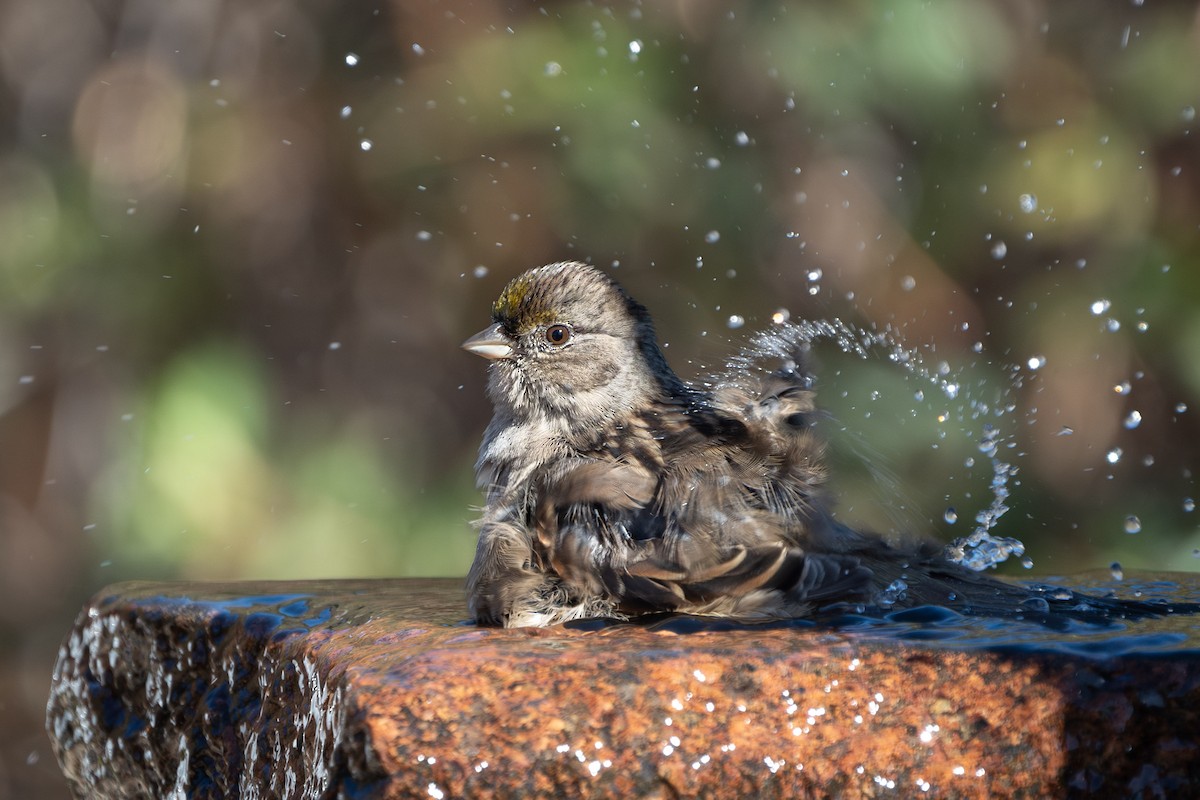 Golden-crowned Sparrow - ML610709290