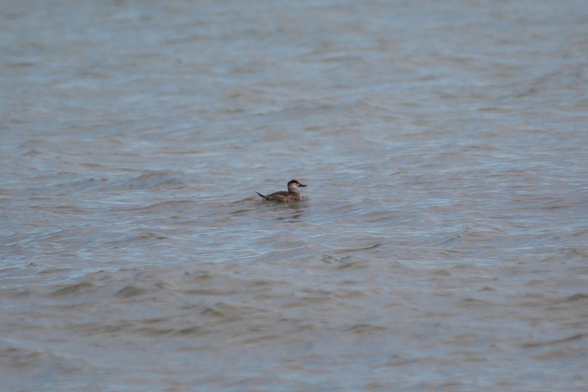 Ruddy Duck - ML610709297