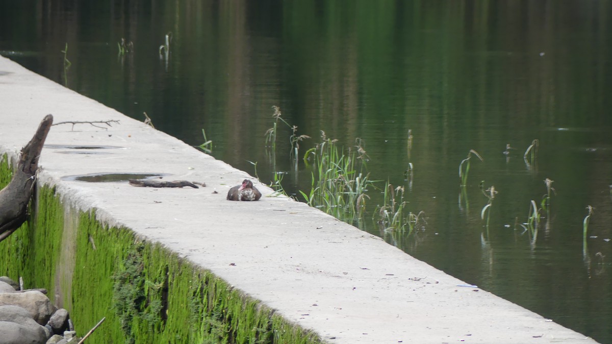 Muscovy Duck (Domestic type) - ML610709334