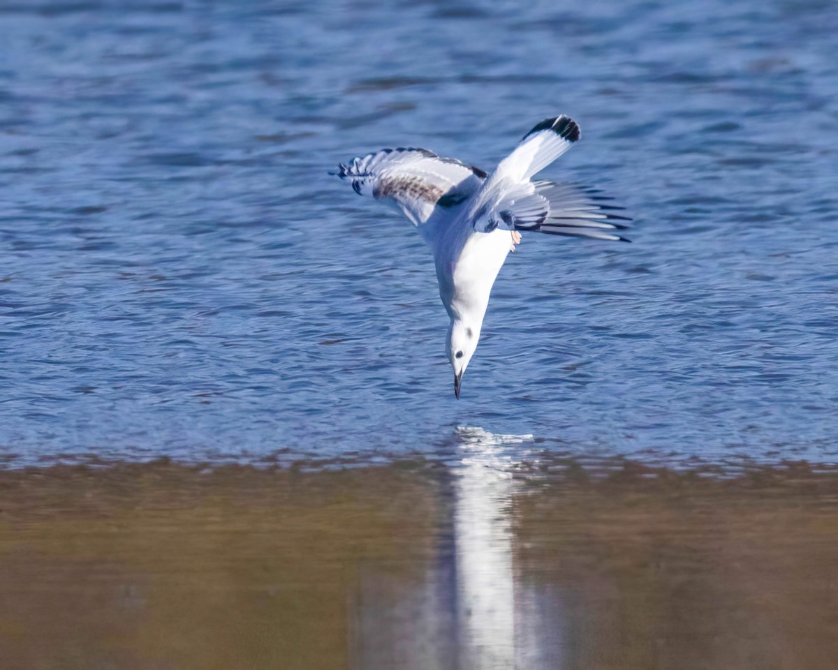 Bonaparte's Gull - ML610709359