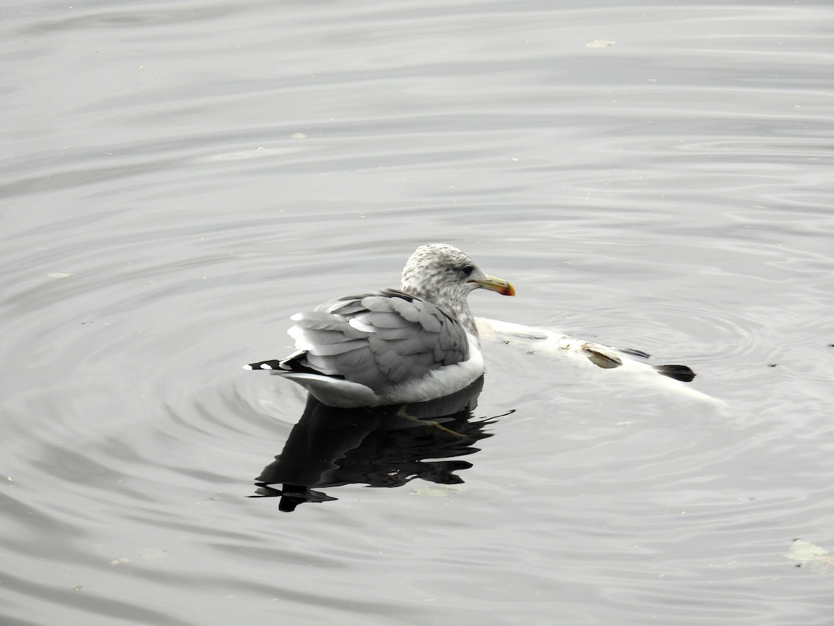 California Gull (californicus) - bob butler