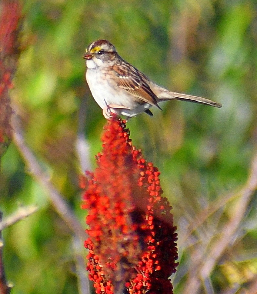 White-throated Sparrow - Edward Clark