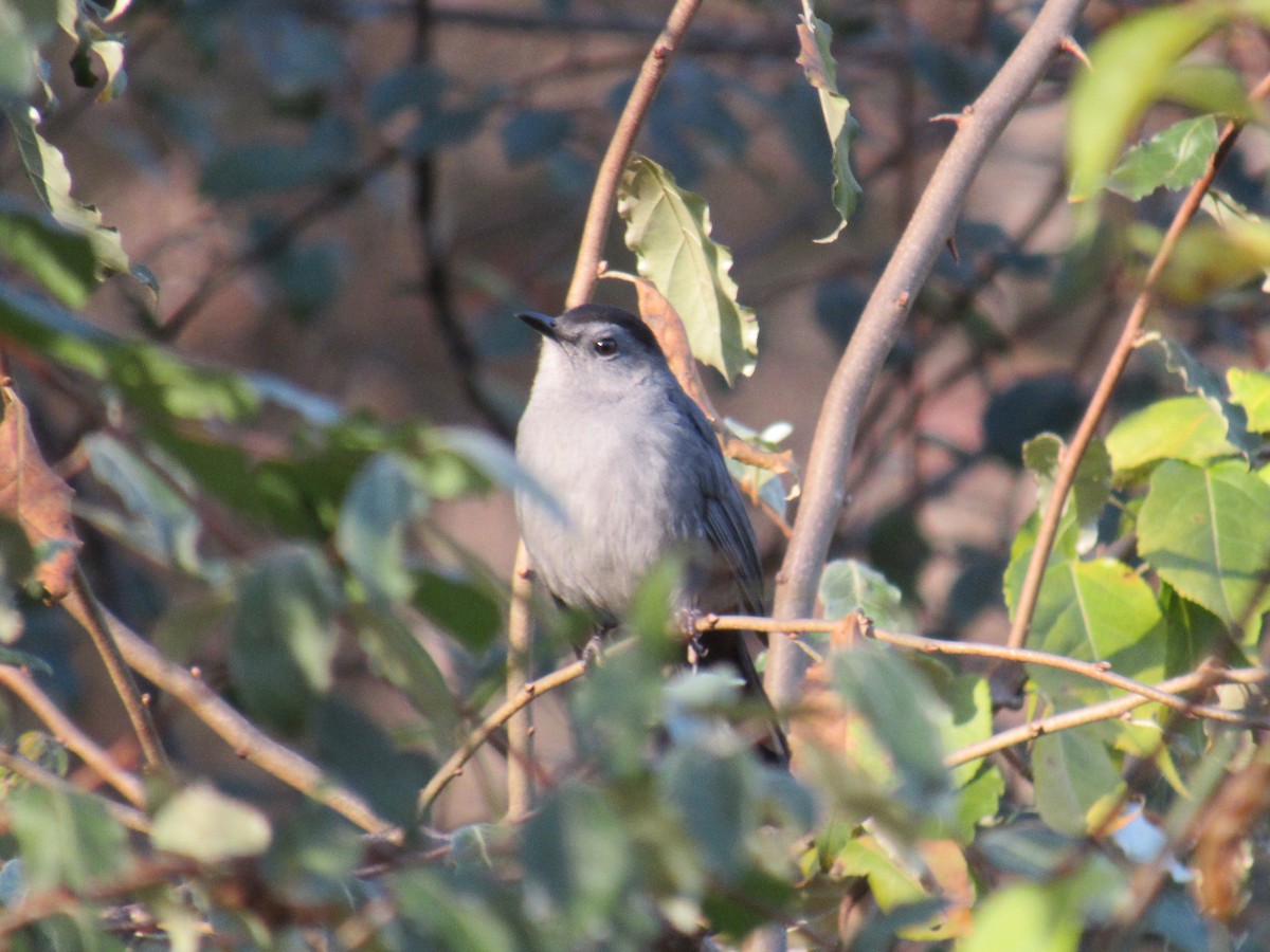 Gray Catbird - ML610709434