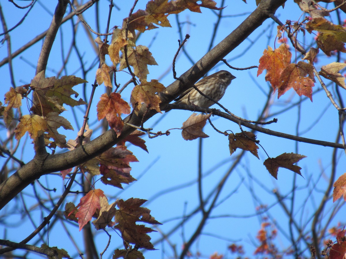 Purple Finch - ML610709439