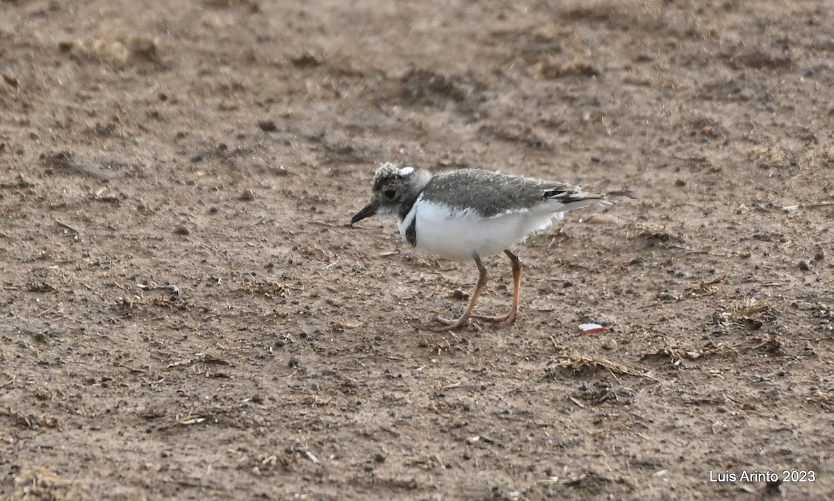 Three-banded Plover - Luis Arinto