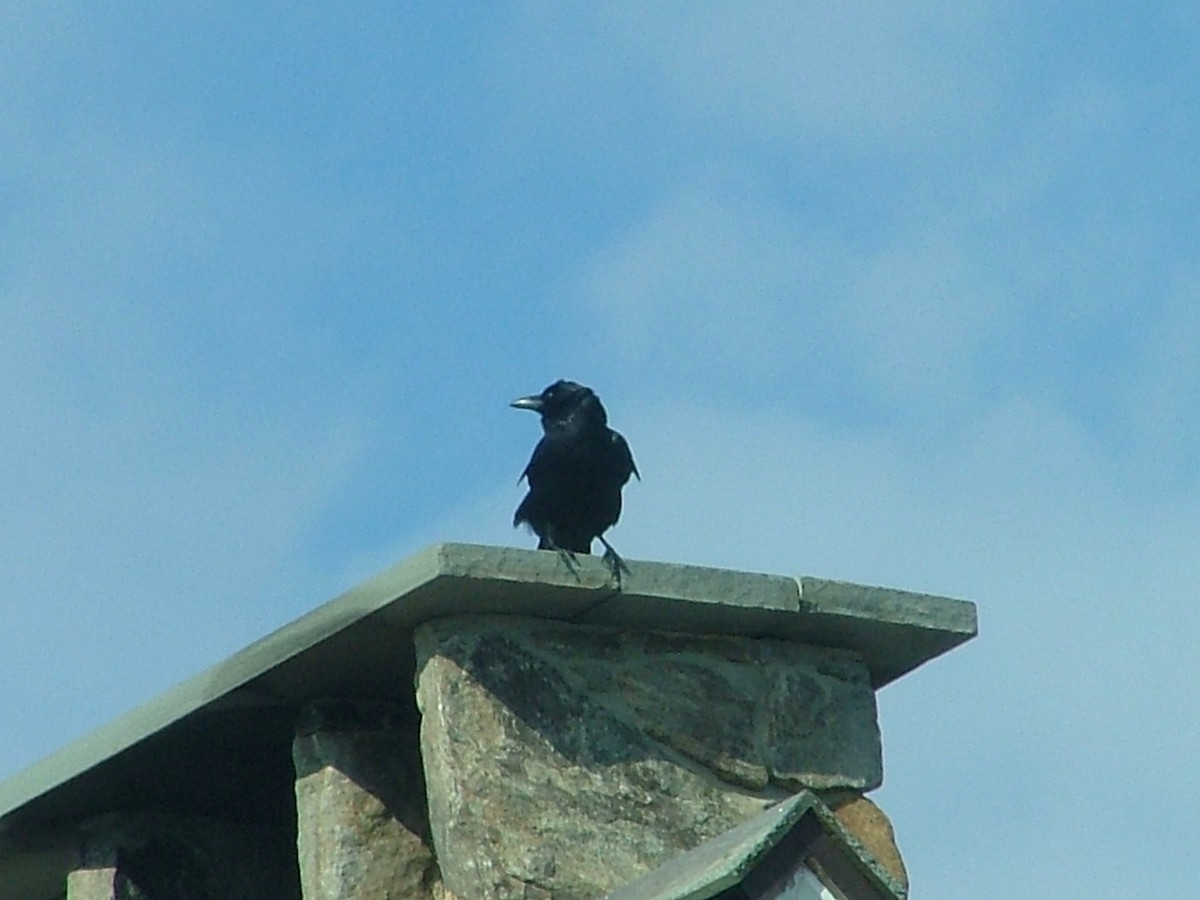 American Crow - ML610709569