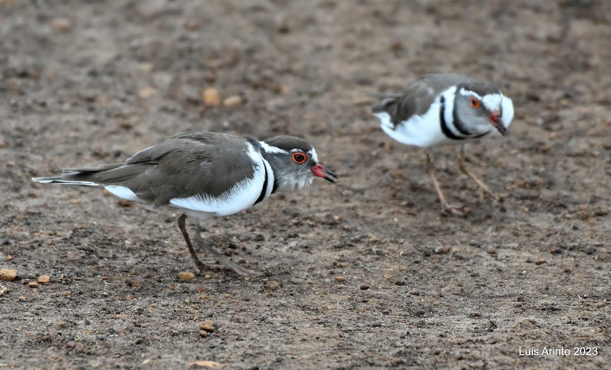 Three-banded Plover - Luis Arinto