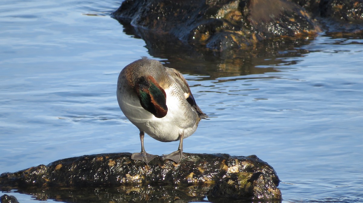 Green-winged Teal - ML610709675