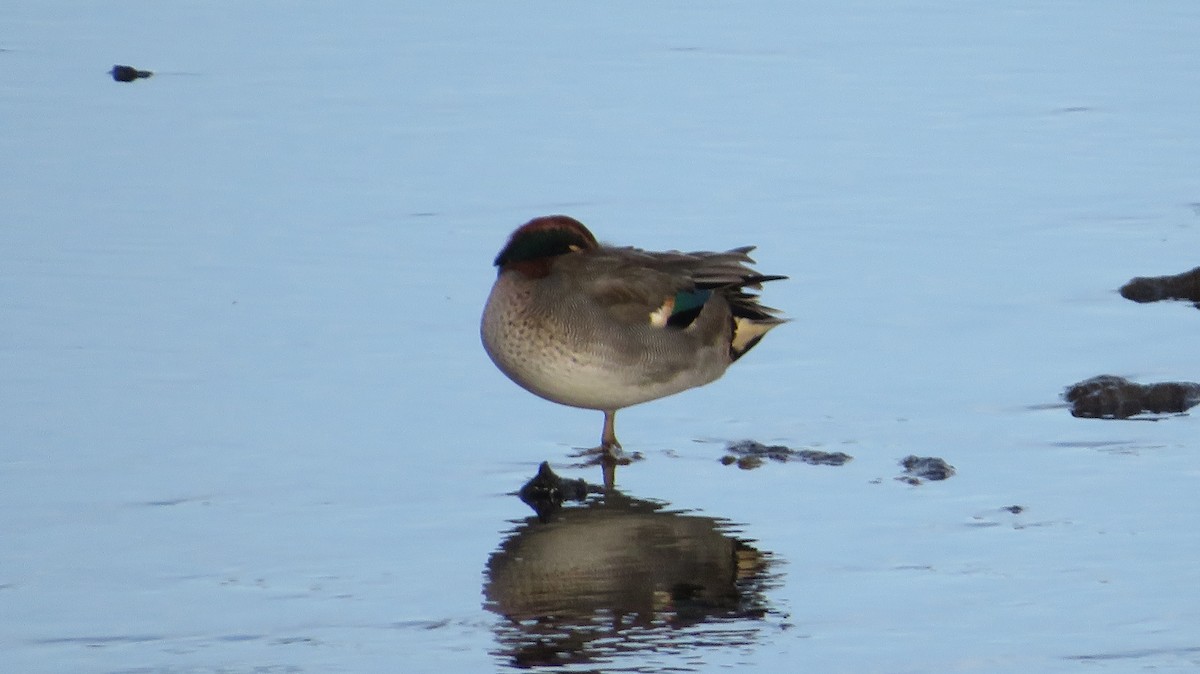 Green-winged Teal - ML610709676