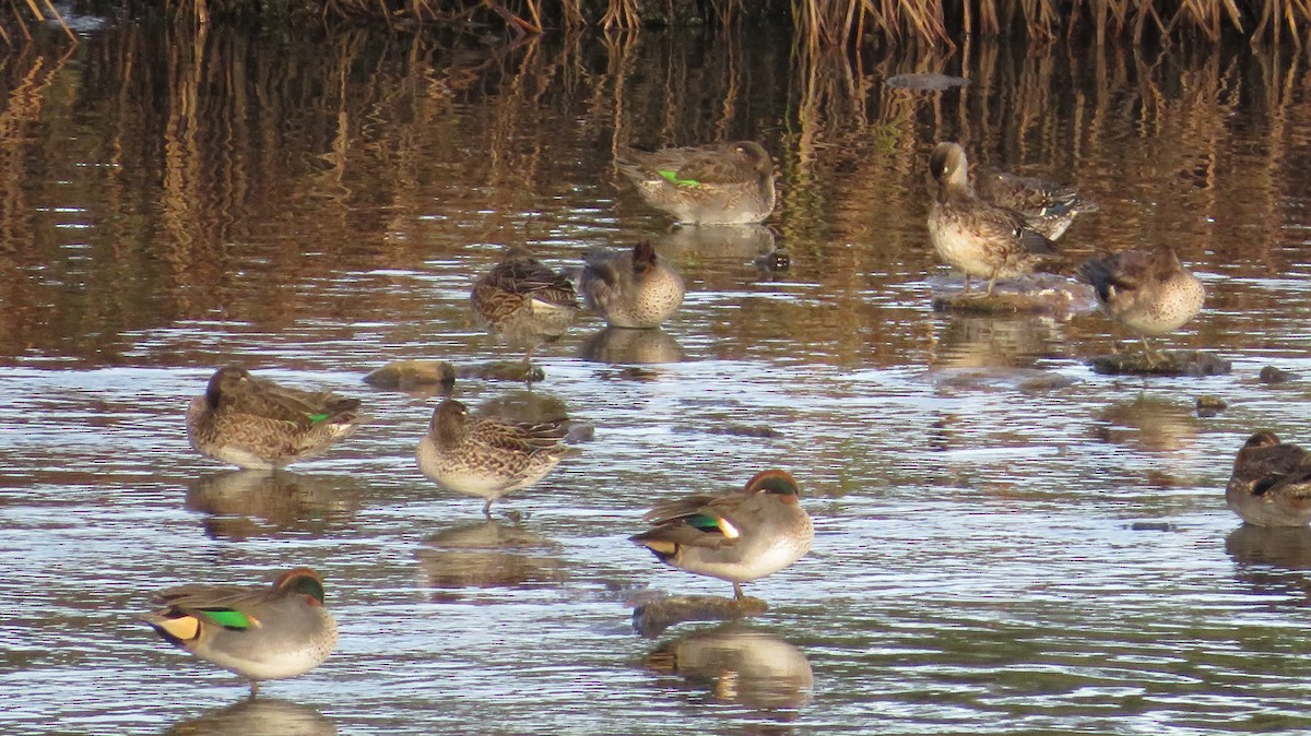 Green-winged Teal - ML610709679