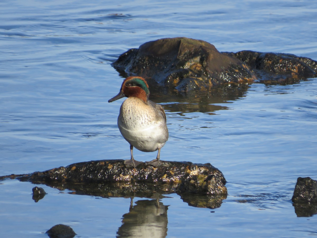 Green-winged Teal - ML610709680