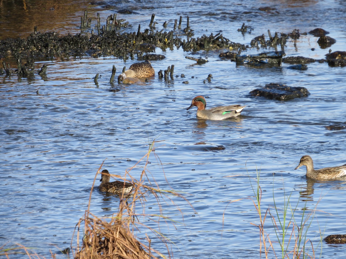 Green-winged Teal - ML610709681