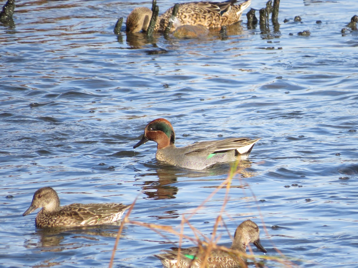 Green-winged Teal - ML610709683