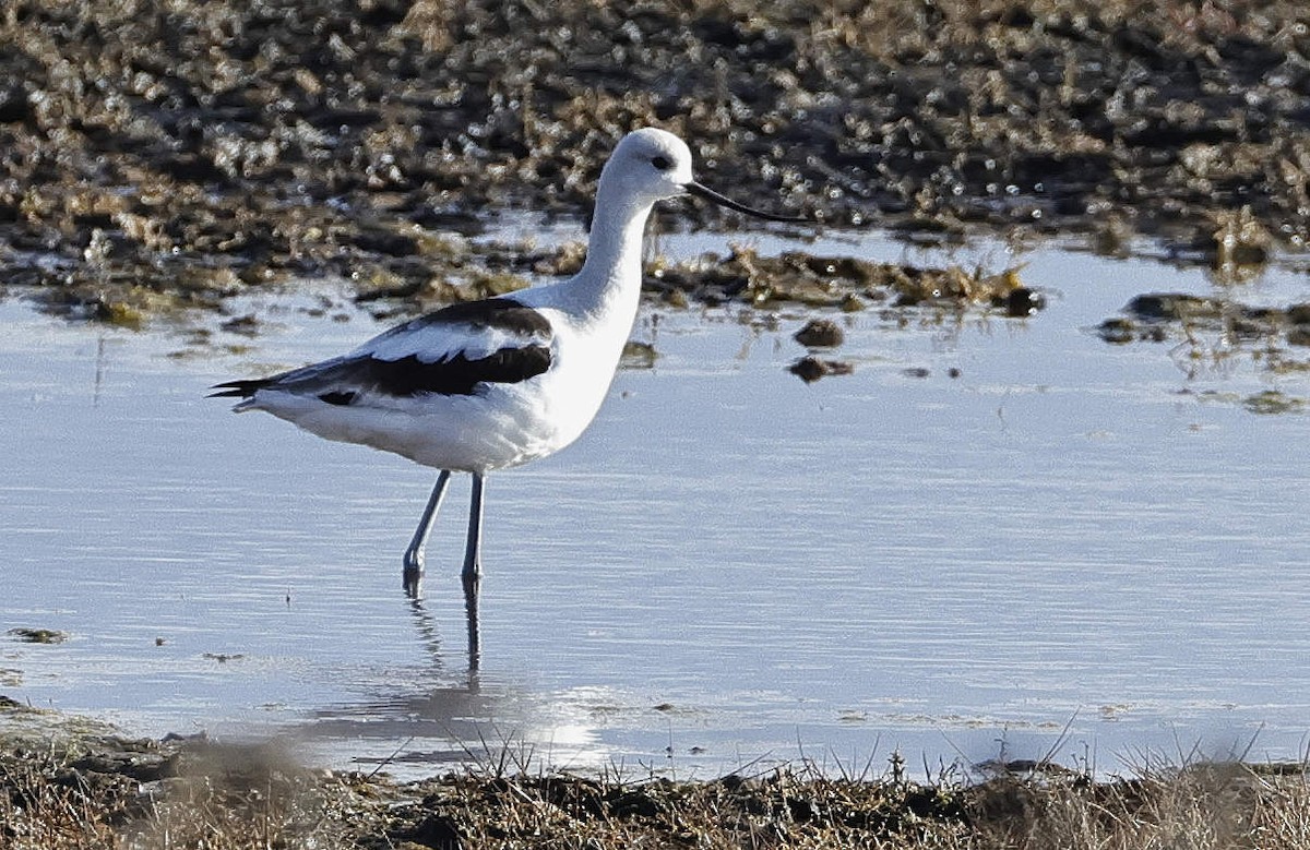 Avocette d'Amérique - ML610709703